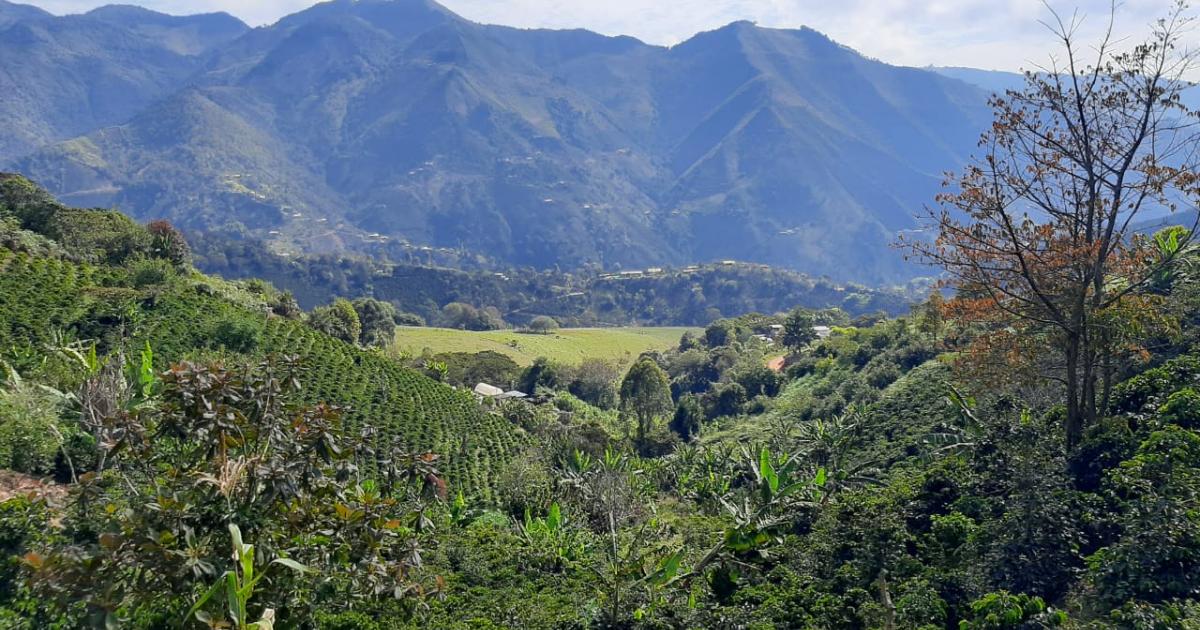 Cafeteros resaltan aumento exponencial de producción